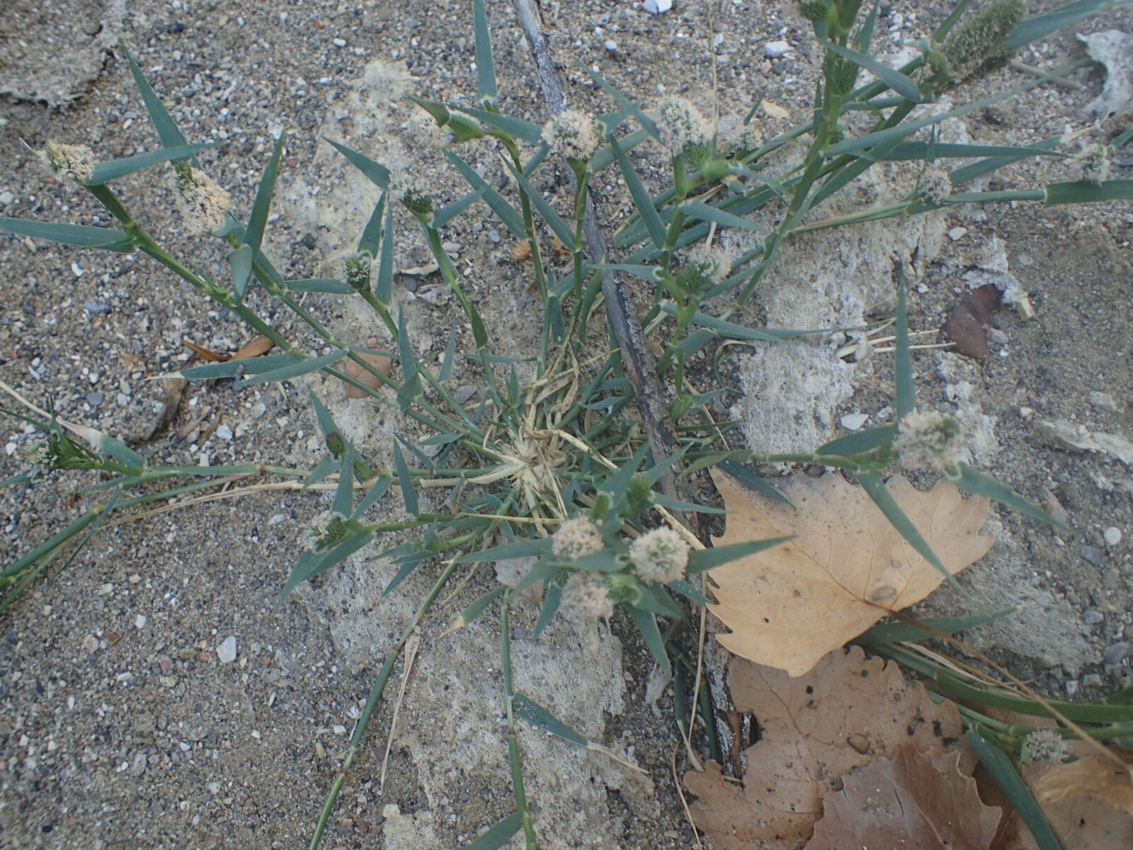 High Resolution Crypsis schoenoides Plant